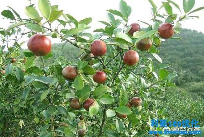 酥油茶怎樣做？（附酥油茶的制造方法）